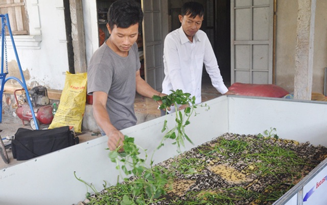Dứt phố ngột ngạt về quê nuôi dế, chàng trai nhận kết quả ngọt ngào - 1 Dứt phố ngột ngạt về quê nuôi dế, chàng trai nhận kết quả ngọt ngào - 1