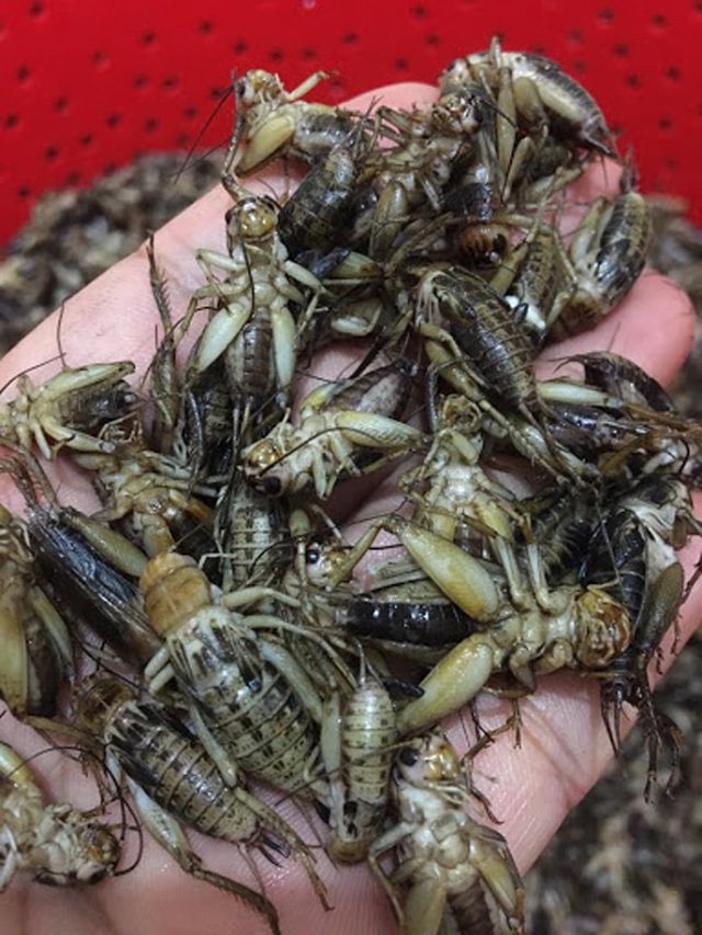 Dứt phố ngột ngạt về quê nuôi dế, chàng trai nhận kết quả ngọt ngào - 2 Dứt phố ngột ngạt về quê nuôi dế, chàng trai nhận kết quả ngọt ngào - 2